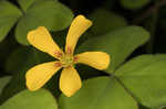 Great yellow woodsorrel